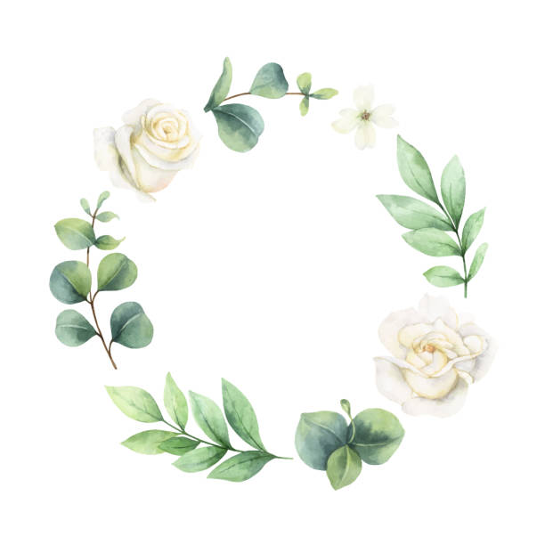 kuvapankkikuvitukset aiheesta vesivärivektoriseppele vihreillä eukalyptuksen lehdillä ja valkoisilla ruusuilla. - rose flower