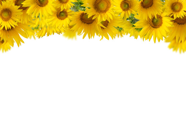 istock Sunflowers isolated on white background. Floral border. 1224149616