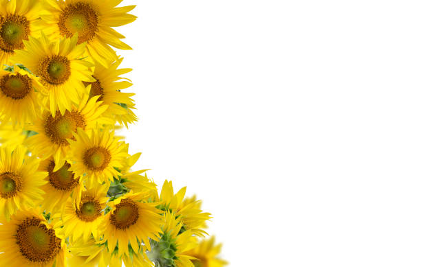 istock Sunflowers isolated on white background. Floral border. 1224149626