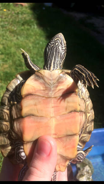 istock A photograph showing a Mississippi map turtle plastron 1224150045