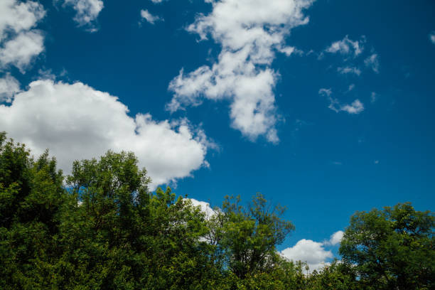 istock forest green blue sky and clouds its beautiful 1224150283