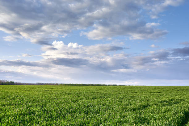 istock Green meadow and blue sky with clouds at sunset 1224150382