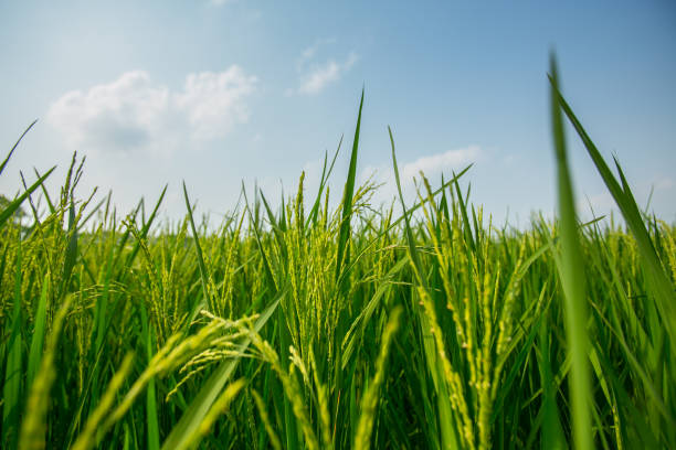 istock Traditional green paddy field. 1224151710