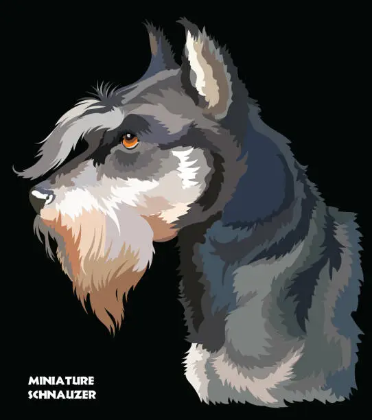 Vector illustration of Miniature Schnauzer colorful vector portrait