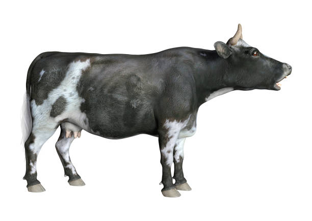 istock 3D illustration farm animal cow on white 1224153267