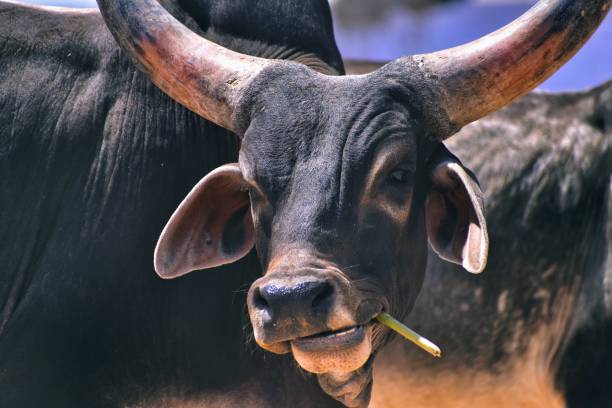 istock Close-up of a Stylish Bull. 1224154617
