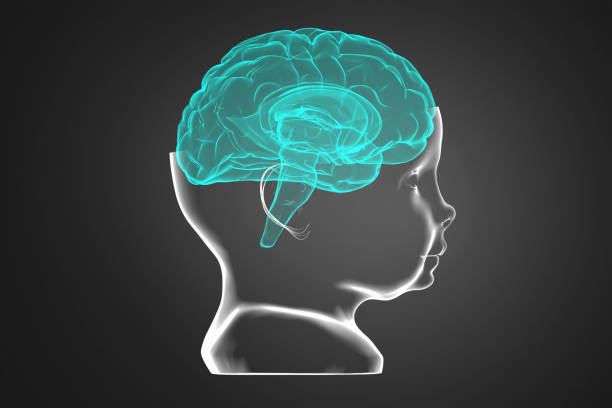 model van het hoofd en de hersenen van het kind - neurology child stockfoto's en -beelden