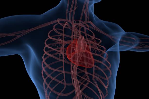 farbige konturen von menschlichem rippenkäfig, herd und arterien - human heart heart attack x ray image chest stock-fotos und bilder