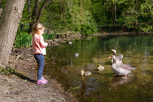Cute little toddler girl feeding wild geese family in a forest park. Happy child having fun with observing birds and nature.