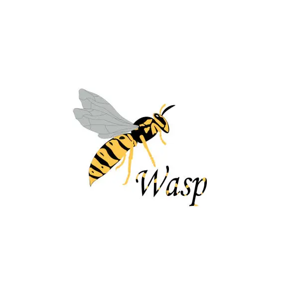 Vector illustration of Color wasp isolated on a white background. Insect design concept. Hand draw text Wasp