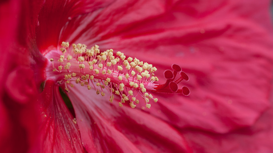 Hibiscus red flower in full bloom during springtime