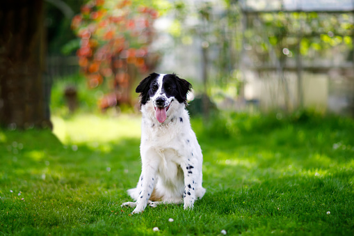 Beautiful dog playing and having fun in family domestic garden. Portrait of animal in summer, with bright light