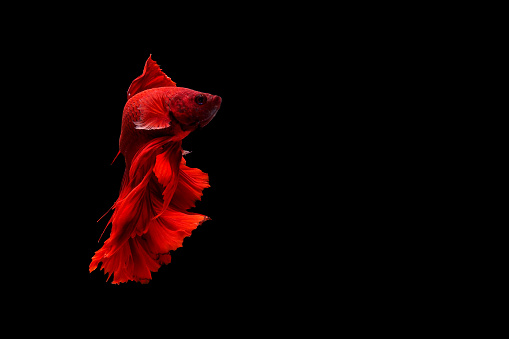 Red Siamese betta fish spreading fin and long tail dress swimming on a black background, Halfmoon Betta.