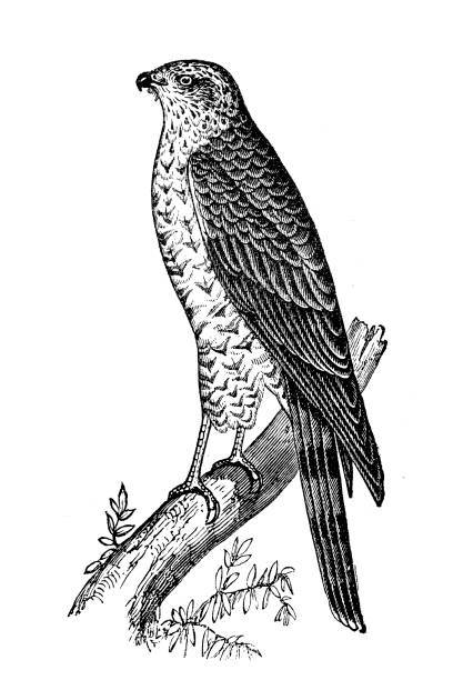 ilustrações, clipart, desenhos animados e ícones de gavião-da-eurásia (accipiter nisus) - retro revival old fashioned animal sparrowhawk