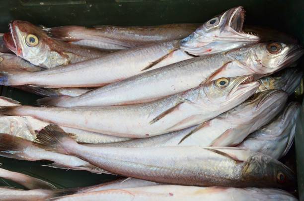 istock Fishes at a fish market in Split, Croatia 1224158936