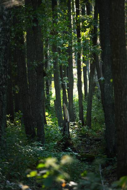 istock Dark green forest scene. Birch and pine trees close-up. Latvia 1224159110