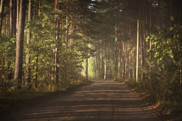 A pathway through the tunnel of the pine trees in a mixed coniferous forest, sunlight through the tree trunks. Shadows on the ground. Dark forest scene. Finland