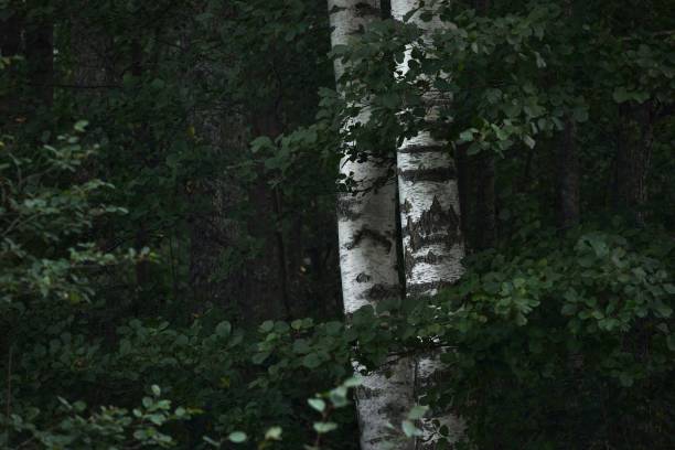 Dark green forest scene. Birch and pine trees close-up. Latvia