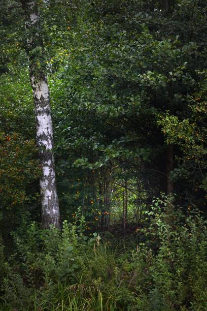 scène de forêt sombre. arbres de bouleau avec des feuilles vertes et dorées en gros plan, lumière du soleil à travers les troncs d’arbre. paysage d’automne. lettonie - vibrant color rural scene outdoors tree photos et images de collection