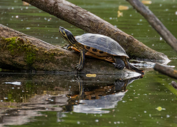 istock Yellow-bellied Slider Terrapin 1224159242