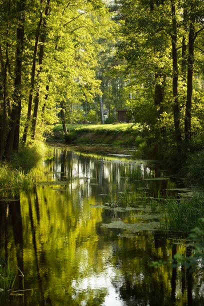 istock A small river in a mixed coniferous forest. Mossy trees close-up. Reflections on the water. Sun rays through the tree trunks. Latvia 1224159298