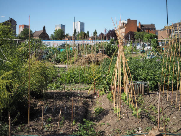 istock Allotment site, vegetables growing with city in the background 1224159504