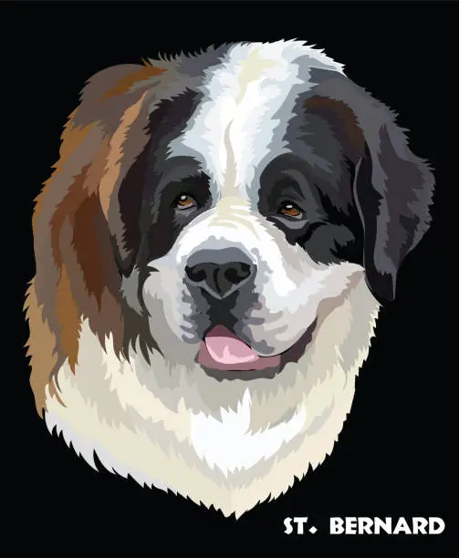 Vector illustration of St. Bernard colorful vector portrait