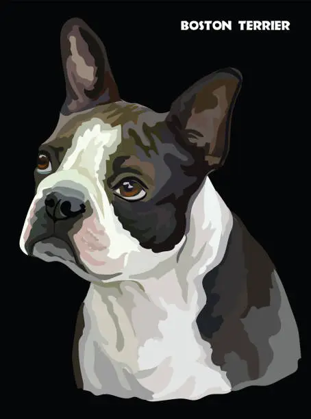 Vector illustration of Boston terrier colorful vector portrait