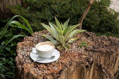 cappuccino coffee placed on old tree stump in garden