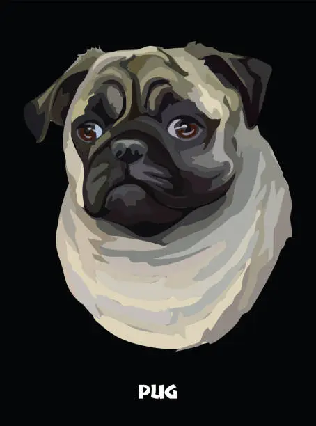 Vector illustration of Pug colorful vector portrait