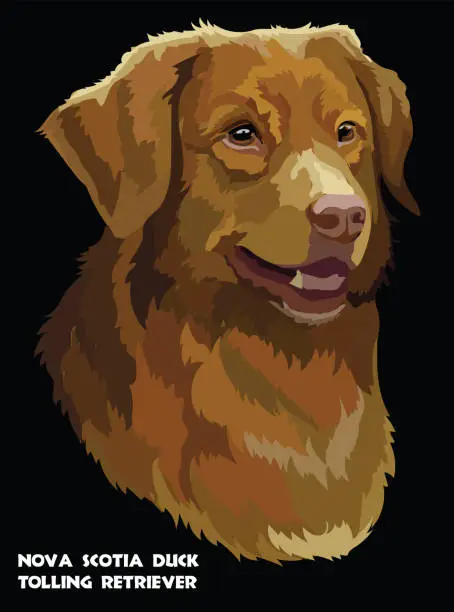 Vector illustration of Toller colorful vector portrait
