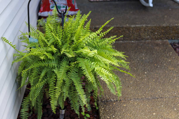 istock A fern plant hanging on a garden hook 1224161005
