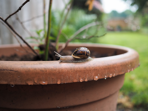 Brown shell snail crawling along a large plant pot, wet with raindrops, with garden in the background