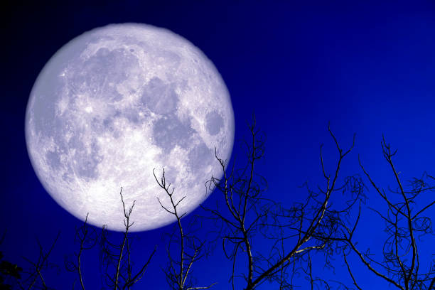 istock super egg moon back on silhouette plant and trees on night sky 1224161794