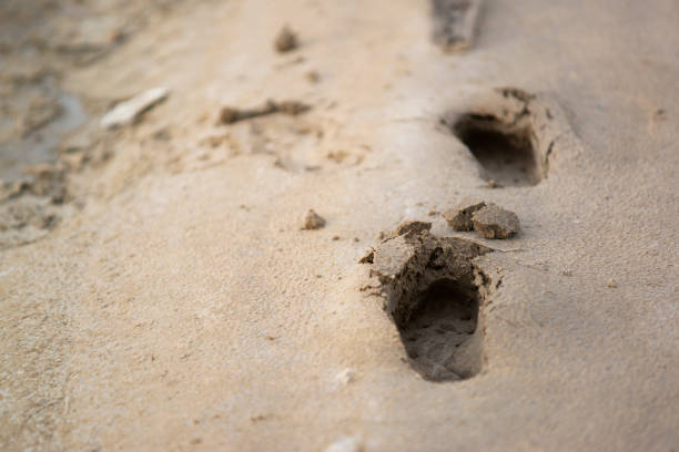 istock Footprint In The Sand at thailand. 1224162055