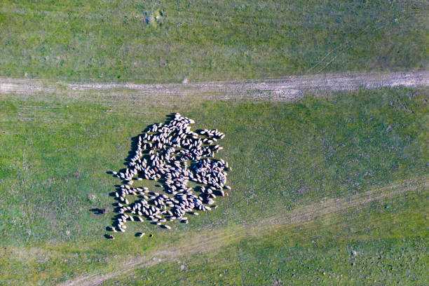 istock Herd of sheep in spring field 1224162109
