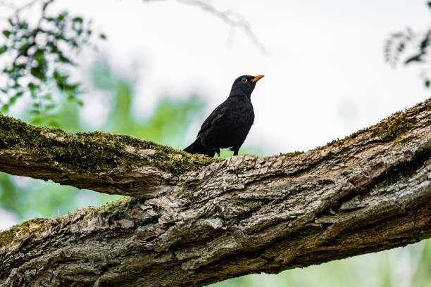 Blackbird on a tree in spring stock photo