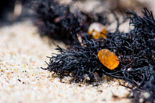 Beautiful pieces of amber among the seaweed or algae on the sandy beach