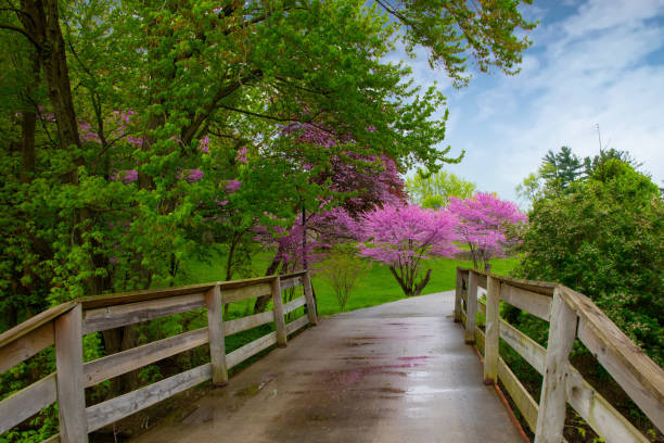 One Lane Bridge with Redbud Trees-Howard County Indiana