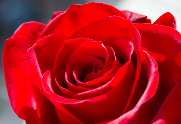 Flower-Rose-Macro