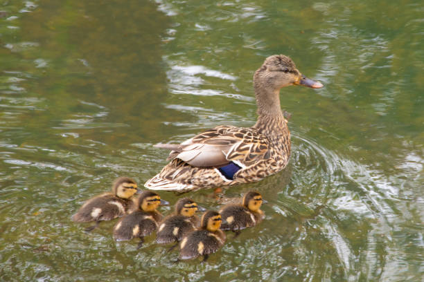 istock Duck-Mother with babies-Howard County Indiana 1224164116