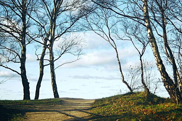 istock Birch trees against a blue sky, a road going into a blue sky with beautiful clouds on a Sunny day. Beautiful background for creating a creative on a website, business card or poster. 1224165605
