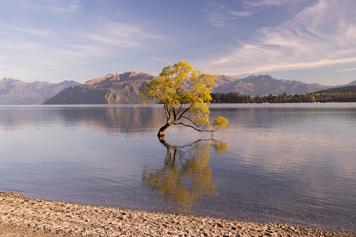 Famous lonely Willow tree in Lake Wanaka, Wanaka, South island, New Zealand