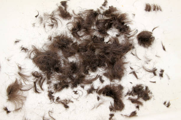 istock cropped hair on a white floor 1224166412