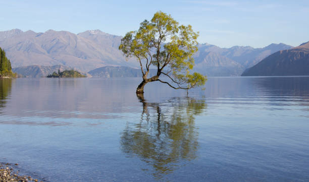 istock Famous lonely Willow tree in Lake Wanaka 1224166416