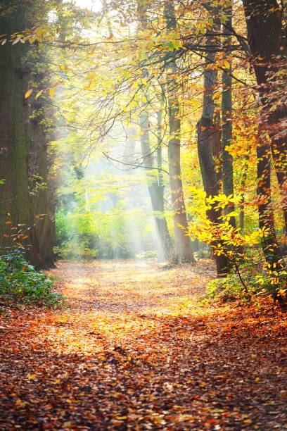 istock Sun rays flowing through tall ancient golden beech trees in the Nachtegalen park. Forest floor of colorful red, orange and yellow leaves. Antwerp, Belgium 1224166546