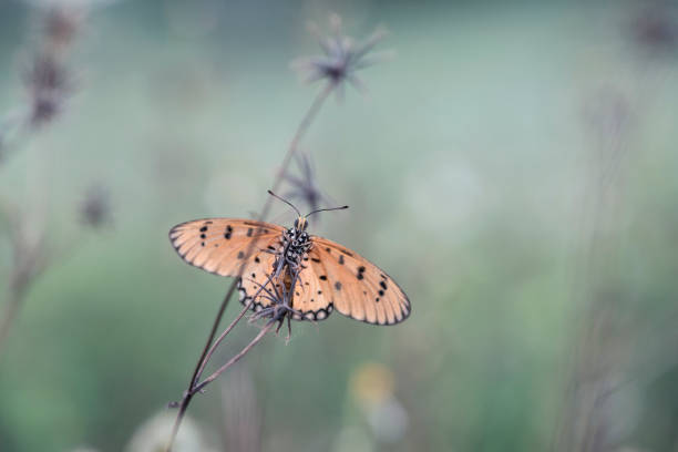 istock butterfly and flower 1224166950