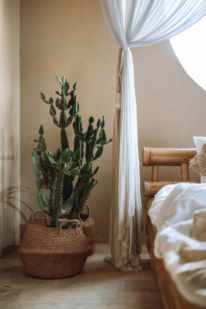 istock Bedroom in house with cactus plants in wicker basket 1224168004