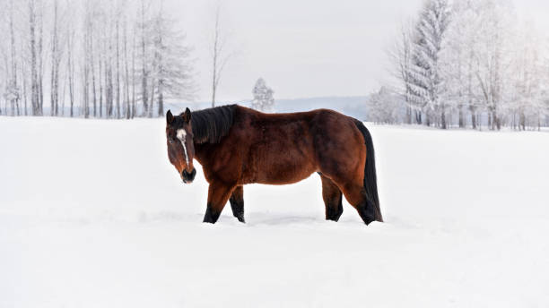 istock Dark brown horse walks on snow covered meadow, trees in background, view from side 1224168059