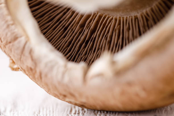 istock Mushroom mushrooms on wooden box 1224168184